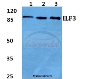 Anti-ILF3 Antibody from Bioworld Technology (BS5821) - Antibodies.com