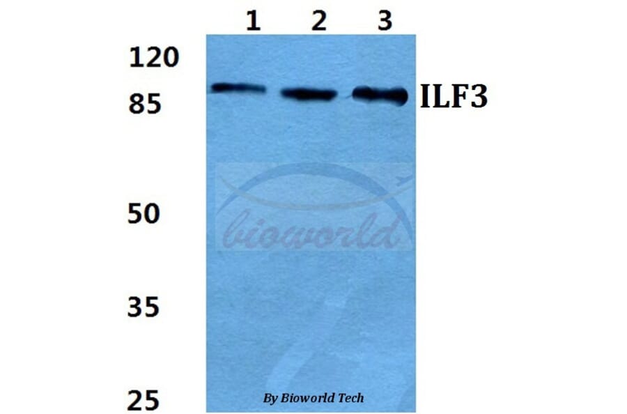 Anti-ILF3 Antibody from Bioworld Technology (BS5821) - Antibodies.com