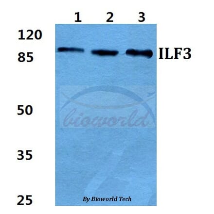Anti-ILF3 Antibody from Bioworld Technology (BS5821) - Antibodies.com