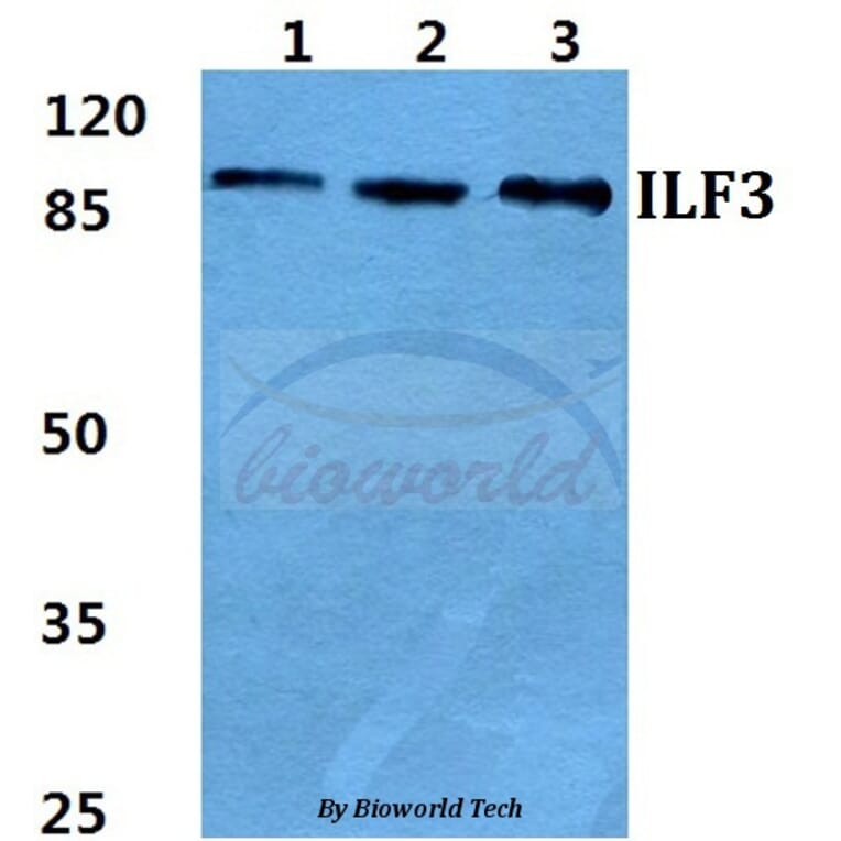 Anti-ILF3 Antibody from Bioworld Technology (BS5821) - Antibodies.com