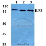 Anti-ILF3 Antibody from Bioworld Technology (BS5821) - Antibodies.com