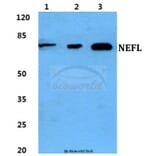 Anti-NEFL Antibody from Bioworld Technology (BS5822) - Antibodies.com
