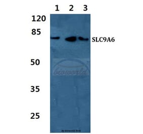 Anti-SLC9A6 Antibody from Bioworld Technology (BS5823) - Antibodies.com