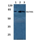 Anti-SLC9A6 Antibody from Bioworld Technology (BS5823) - Antibodies.com