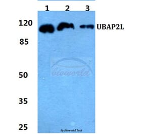 Anti-UBAP2L Antibody from Bioworld Technology (BS5824) - Antibodies.com