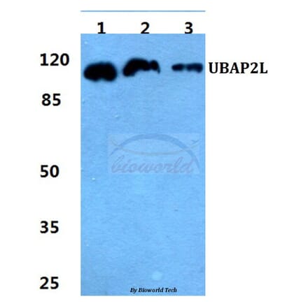 Anti-UBAP2L Antibody from Bioworld Technology (BS5824) - Antibodies.com