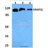 Anti-UBAP2L Antibody from Bioworld Technology (BS5824) - Antibodies.com
