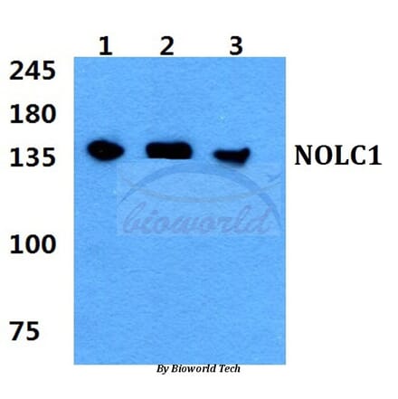 Anti-NOLC1 Antibody from Bioworld Technology (BS5826) - Antibodies.com