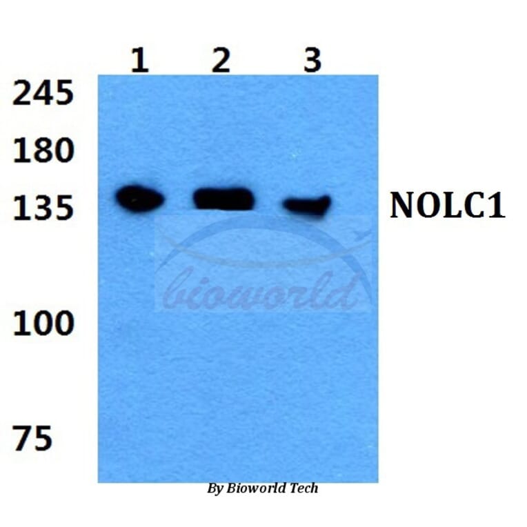 Anti-NOLC1 Antibody from Bioworld Technology (BS5826) - Antibodies.com