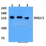 Anti-NOLC1 Antibody from Bioworld Technology (BS5826) - Antibodies.com