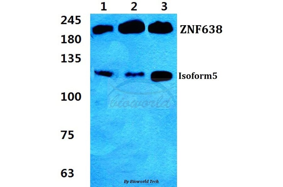 Anti-ZNF638 Antibody from Bioworld Technology (BS5827) - Antibodies.com