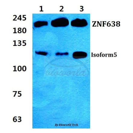 Anti-ZNF638 Antibody from Bioworld Technology (BS5827) - Antibodies.com
