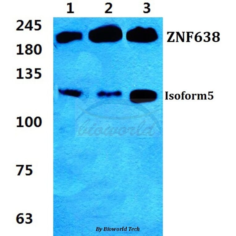 Anti-ZNF638 Antibody from Bioworld Technology (BS5827) - Antibodies.com