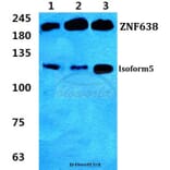 Anti-ZNF638 Antibody from Bioworld Technology (BS5827) - Antibodies.com