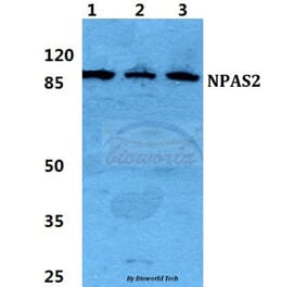 Anti-NPAS2 Antibody from Bioworld Technology (BS5828) - Antibodies.com