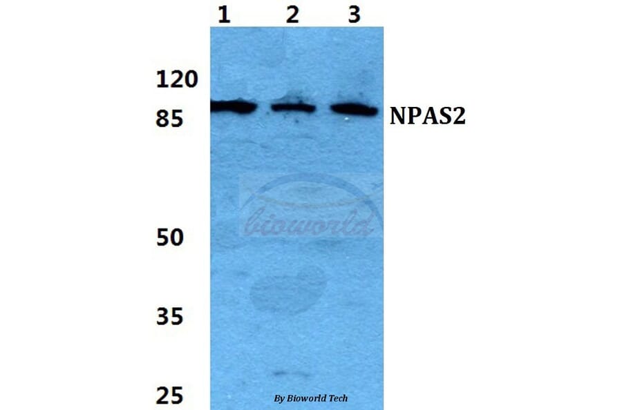 Anti-NPAS2 Antibody from Bioworld Technology (BS5828) - Antibodies.com