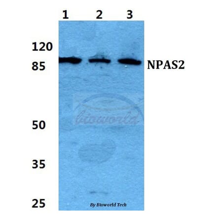 Anti-NPAS2 Antibody from Bioworld Technology (BS5828) - Antibodies.com