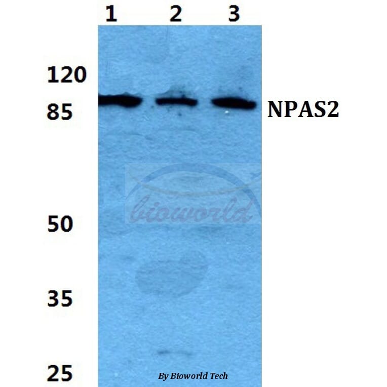 Anti-NPAS2 Antibody from Bioworld Technology (BS5828) - Antibodies.com