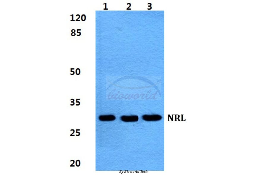 Anti-NRL Antibody from Bioworld Technology (BS5829) - Antibodies.com