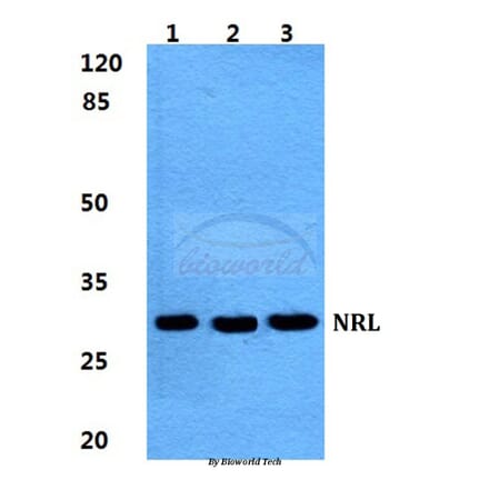 Anti-NRL Antibody from Bioworld Technology (BS5829) - Antibodies.com