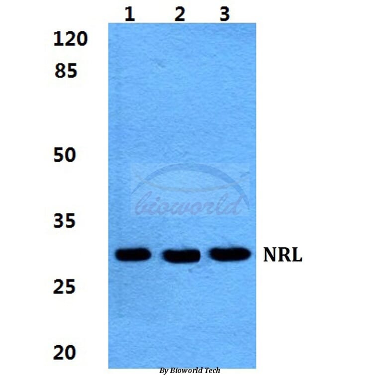 Anti-NRL Antibody from Bioworld Technology (BS5829) - Antibodies.com