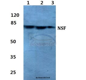 Anti-NSF Antibody from Bioworld Technology (BS5830) - Antibodies.com