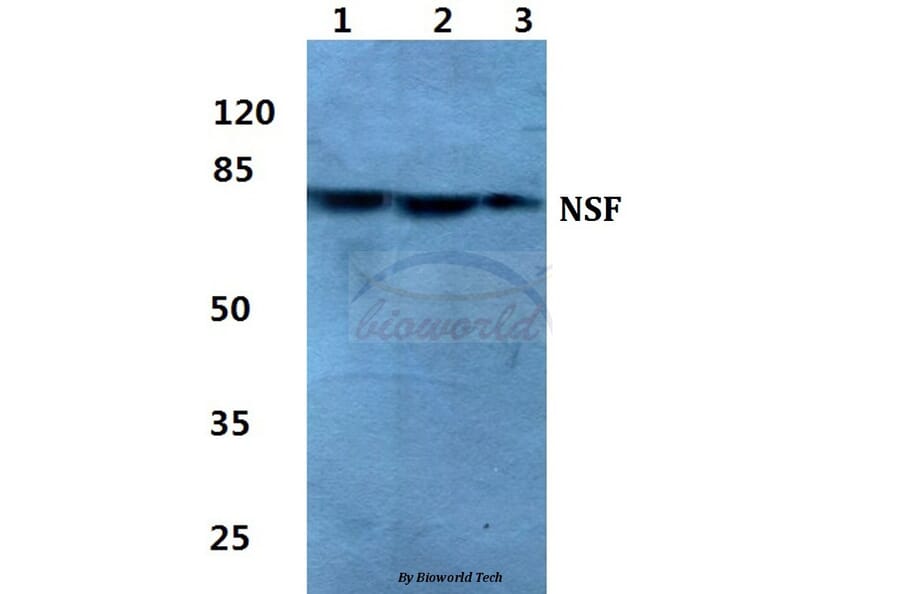Anti-NSF Antibody from Bioworld Technology (BS5830) - Antibodies.com