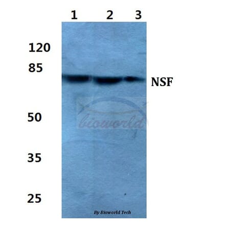 Anti-NSF Antibody from Bioworld Technology (BS5830) - Antibodies.com