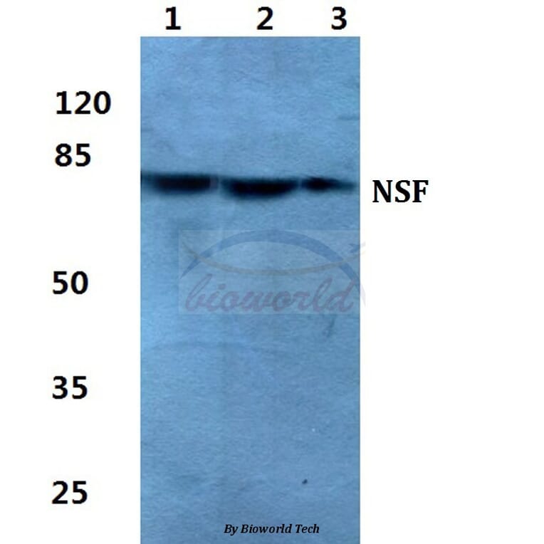 Anti-NSF Antibody from Bioworld Technology (BS5830) - Antibodies.com