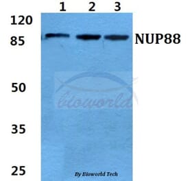 Anti-NUP88 Antibody from Bioworld Technology (BS5831) - Antibodies.com