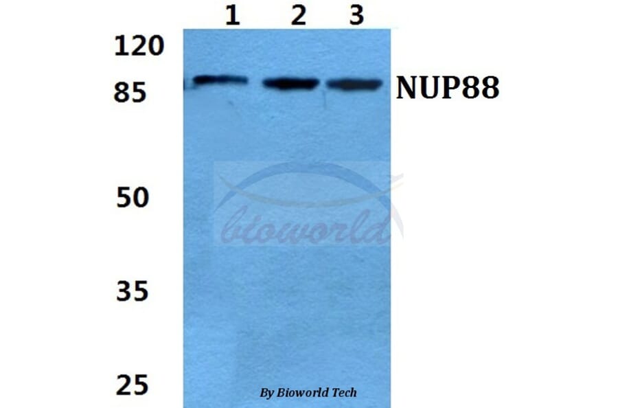 Anti-NUP88 Antibody from Bioworld Technology (BS5831) - Antibodies.com