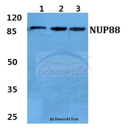 Anti-NUP88 Antibody from Bioworld Technology (BS5831) - Antibodies.com