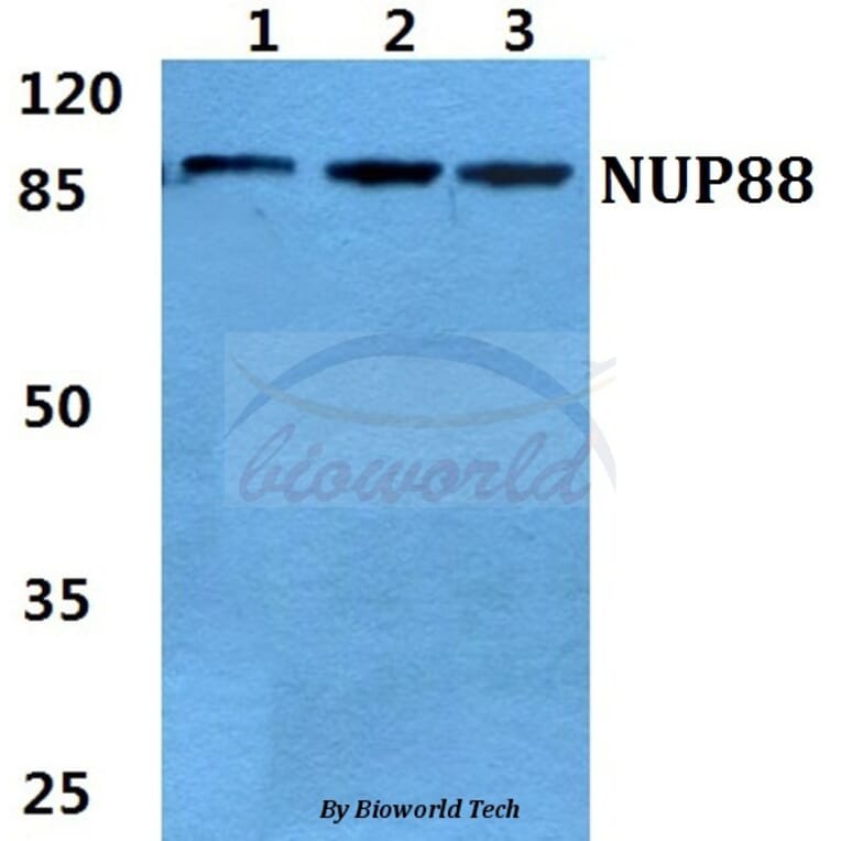 Anti-NUP88 Antibody from Bioworld Technology (BS5831) - Antibodies.com