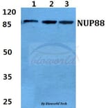 Anti-NUP88 Antibody from Bioworld Technology (BS5831) - Antibodies.com