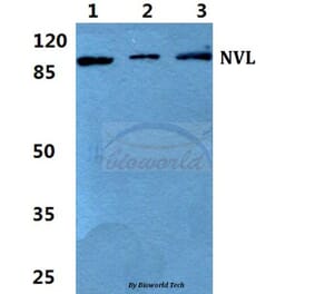 Anti-NVL Antibody from Bioworld Technology (BS5832) - Antibodies.com