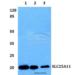 Anti-SLC25A11 Antibody from Bioworld Technology (BS5834) - Antibodies.com