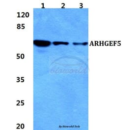 Anti-ARHGEF5 Antibody from Bioworld Technology (BS5835) - Antibodies.com