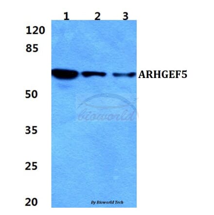Anti-ARHGEF5 Antibody from Bioworld Technology (BS5835) - Antibodies.com
