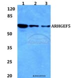 Anti-ARHGEF5 Antibody from Bioworld Technology (BS5835) - Antibodies.com
