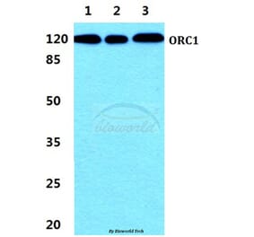 Anti-ORC1 Antibody from Bioworld Technology (BS5836) - Antibodies.com