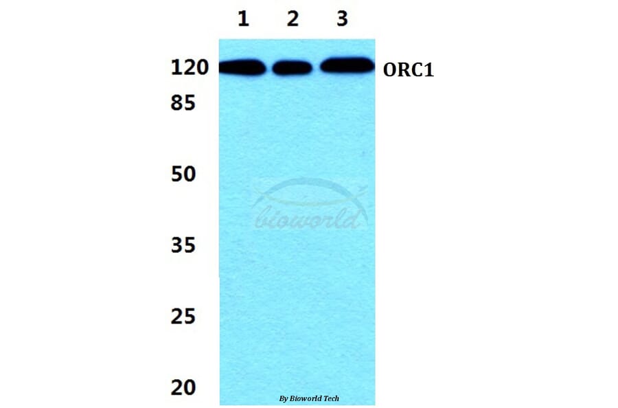 Anti-ORC1 Antibody from Bioworld Technology (BS5836) - Antibodies.com