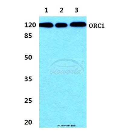 Anti-ORC1 Antibody from Bioworld Technology (BS5836) - Antibodies.com