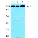 Anti-ORC1 Antibody from Bioworld Technology (BS5836) - Antibodies.com