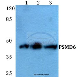 Anti-PSMD6 Antibody from Bioworld Technology (BS5838) - Antibodies.com