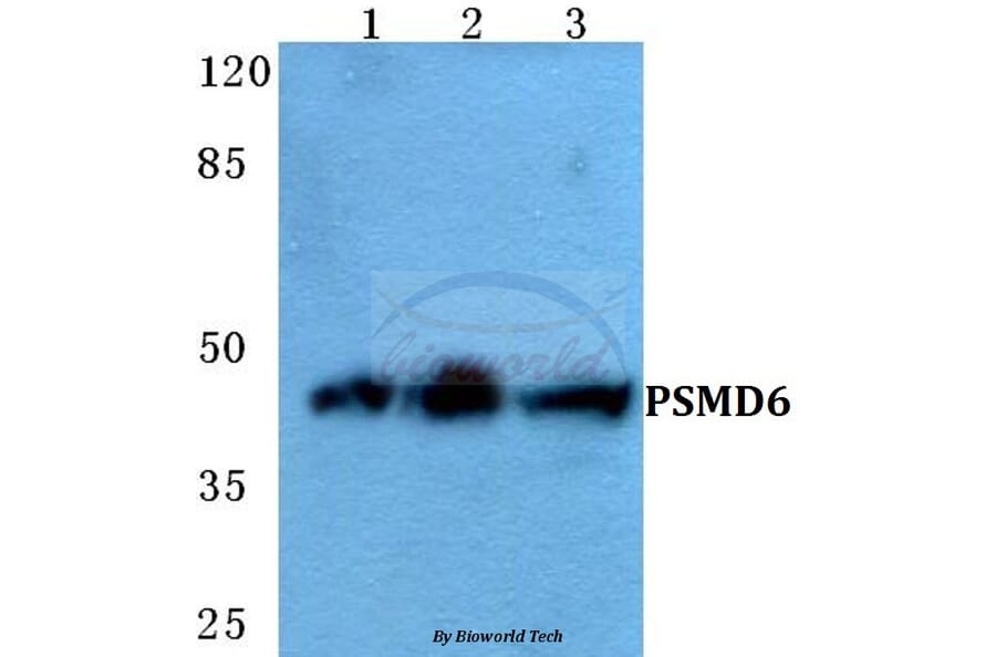 Anti-PSMD6 Antibody from Bioworld Technology (BS5838) - Antibodies.com
