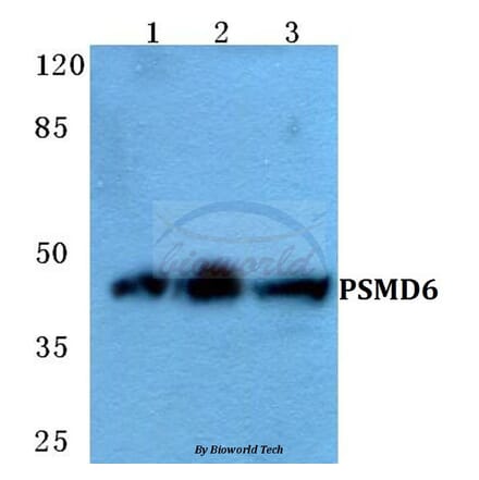 Anti-PSMD6 Antibody from Bioworld Technology (BS5838) - Antibodies.com