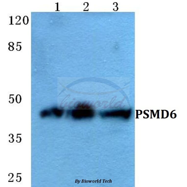 Anti-PSMD6 Antibody from Bioworld Technology (BS5838) - Antibodies.com