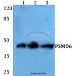 Anti-PSMD6 Antibody from Bioworld Technology (BS5838) - Antibodies.com