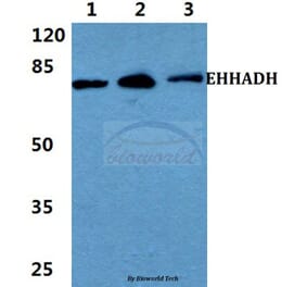 Anti-EHHADH Antibody from Bioworld Technology (BS5839) - Antibodies.com