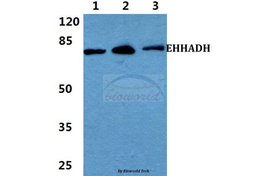 Anti-EHHADH Antibody from Bioworld Technology (BS5839) - Antibodies.com